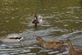 Bassin de la Muette - Elancourt Ã¢â¬â France - Ducks which swim in a lake close to a forest. The nature is beautiful. Royalty Free Stock Photo